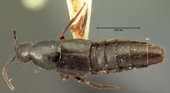 Media type: image;   Entomology 7294 Aspect: habitus dorsal view